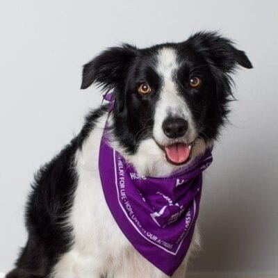 puppytalesphotography rosie 1