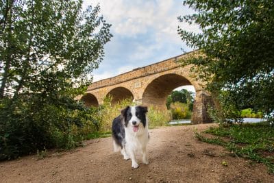puppytalesphotography-ruby-6