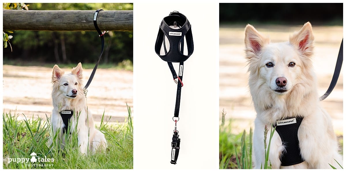 puppytalesphotography Safely Secured Anti Theft Harness and Leash