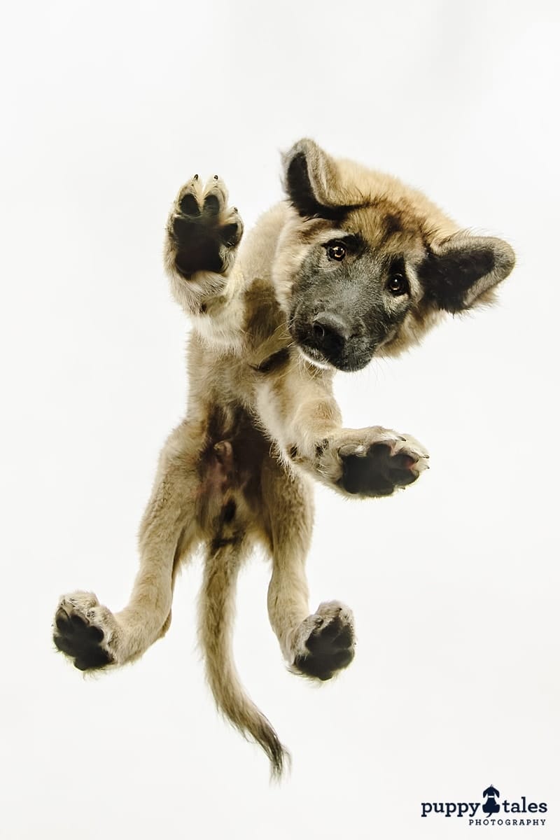 Studio photo of a Sarplaniniac named Zap. This cheeky puppy was photographed at the Puppy Tales Studio from underneath with a cloudy grey sky above him. 