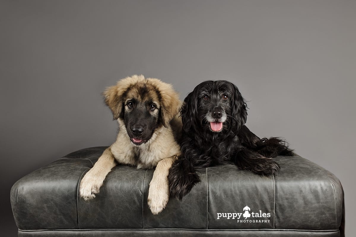 Zap, the Sarplaniniac, was photographed with his fur sister Bella, the Flat-Coated Retriever x Field Spaniel by a dog photography Kerry Martin of Puppy Tales Photography. 