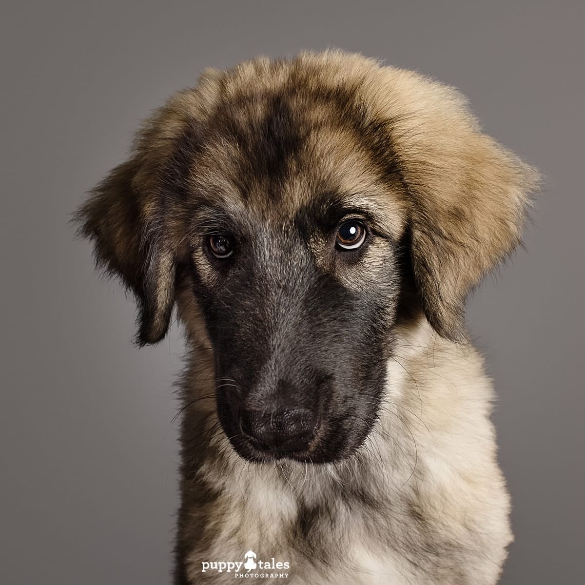 Zap, the Sarplaniniac, was photographed by a dog photographer in Melbourne, Kerry Martin, in the Puppy Tales Studio. 