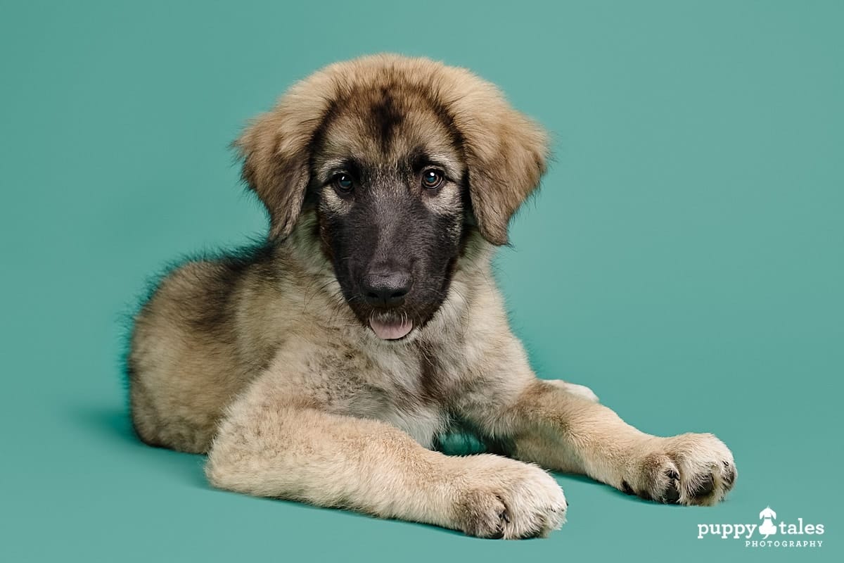 Dog photo of Zap, the Sarplaniniac, in Puppy Tales Studio. The studio background behind him is emerald green.