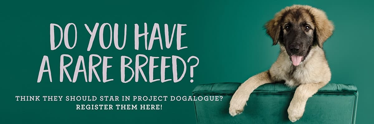 Zap, the Sarplaniniac posing on a green couch and an emerald green background for his studio pet photography session for Project Dogalogue.