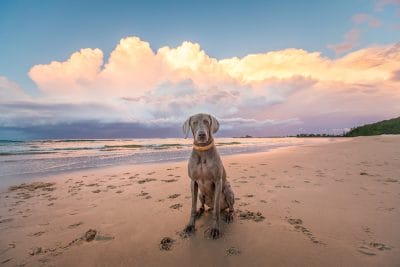 puppytalesphotography-saxon-1