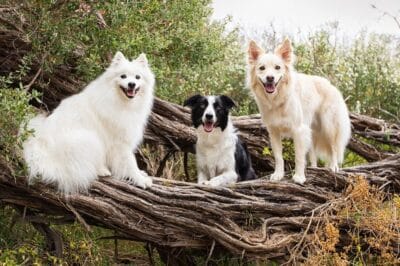 Walking Seaford Foreshore Reserve with your dog