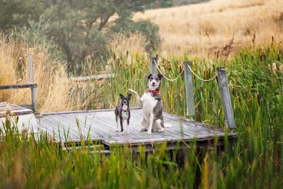 puppytalesphotography-smokeyjoe&elliemae-10