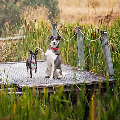 puppytalesphotography-smokeyjoe&elliemae-11