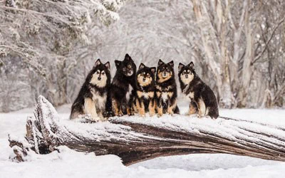 puppytalesphotography snow feature 1