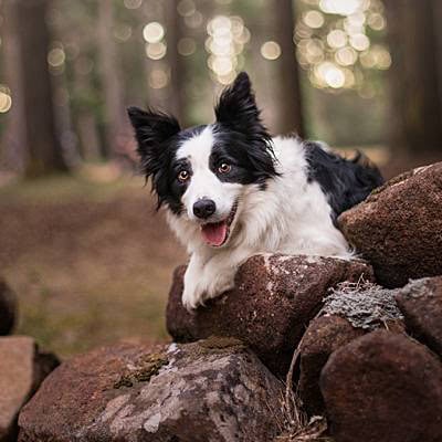 puppytalesphotography-solo-hollybank-2