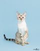 puppytalesphotography-studio-1