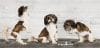 puppytalesphotography-studio-2