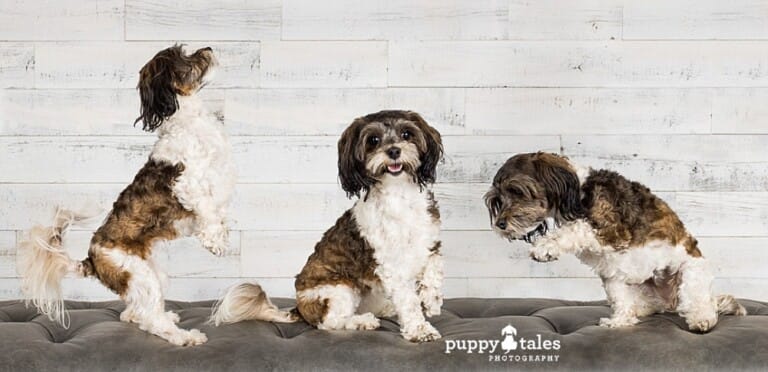 puppytalesphotography-studio-2
