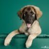 puppytalesphotography-studio-4