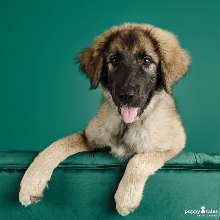 puppytalesphotography-studio-4