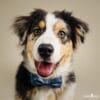 puppytalesphotography-studio-5