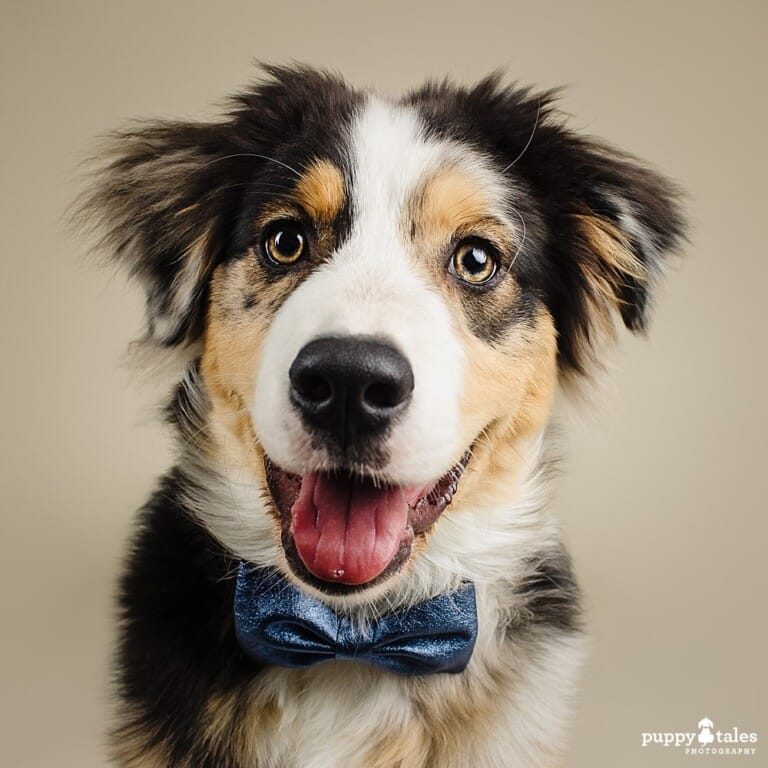 puppytalesphotography-studio-5