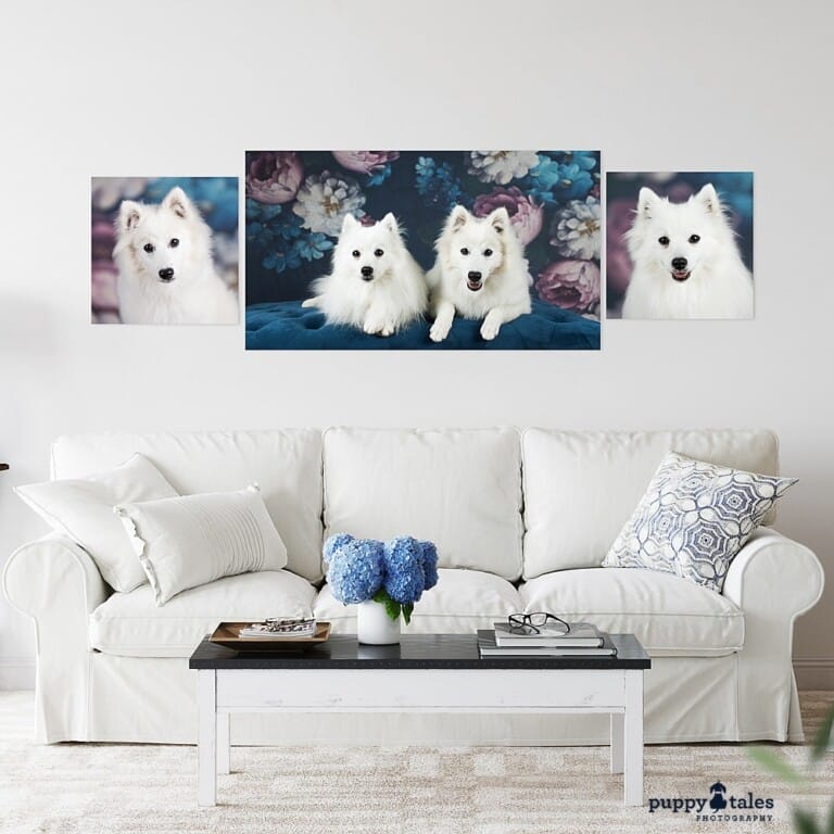 puppytalesphotography-Studio-Wallart-1