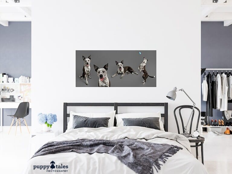 puppytalesphotography-studio-Wallart-3