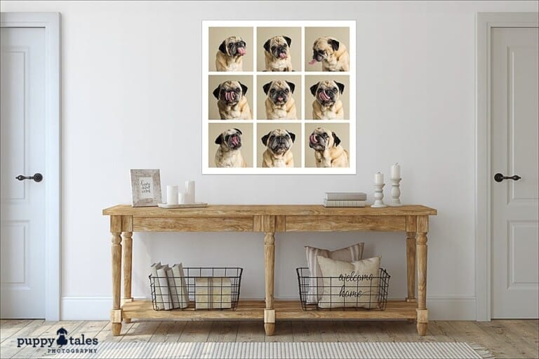 puppytalesphotography-studio-Wallart-6