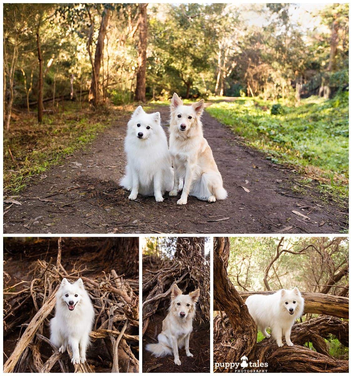 puppytalesphotography sweetwater creek dog friendly walk photography session