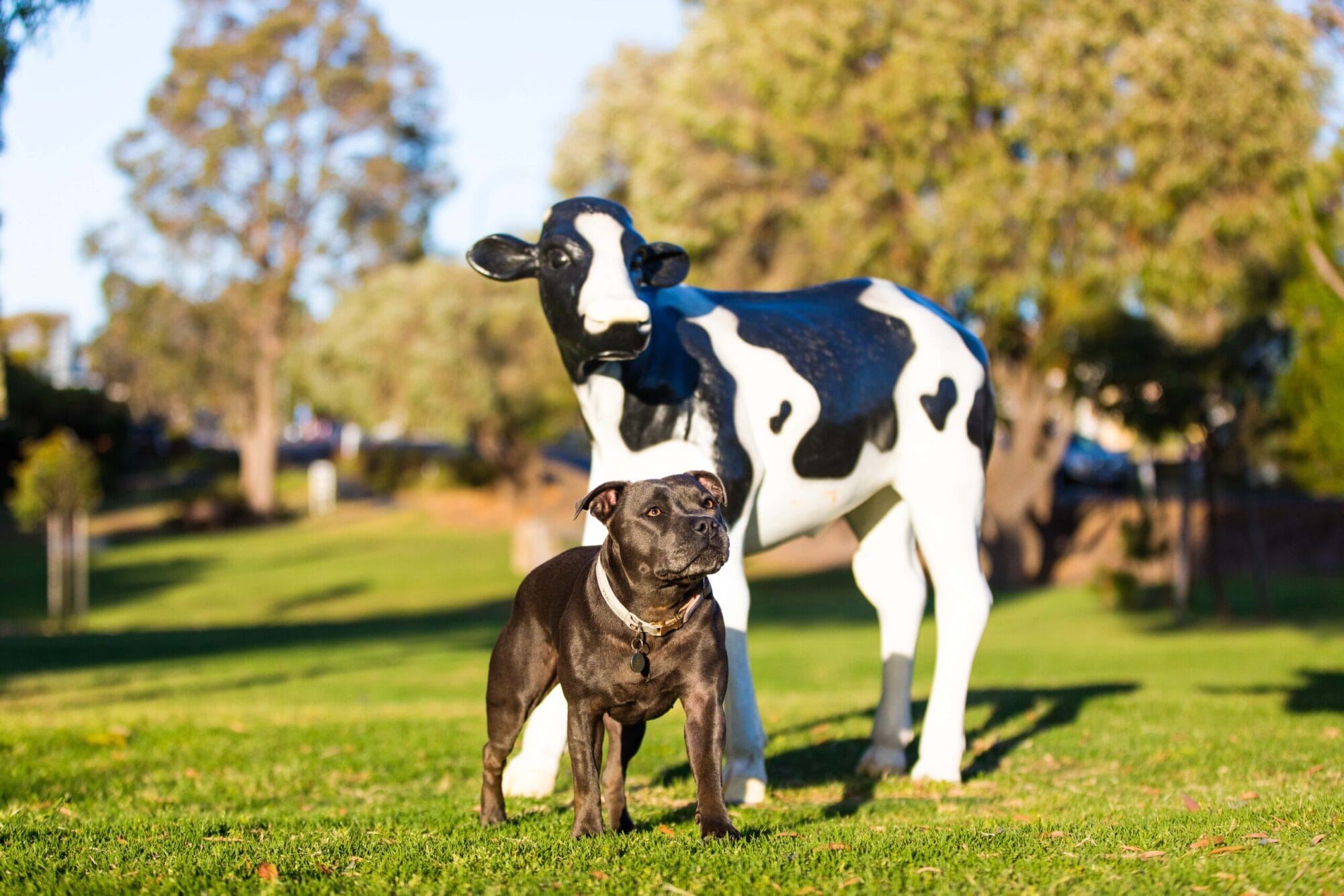 puppytalesphotography-tia-10