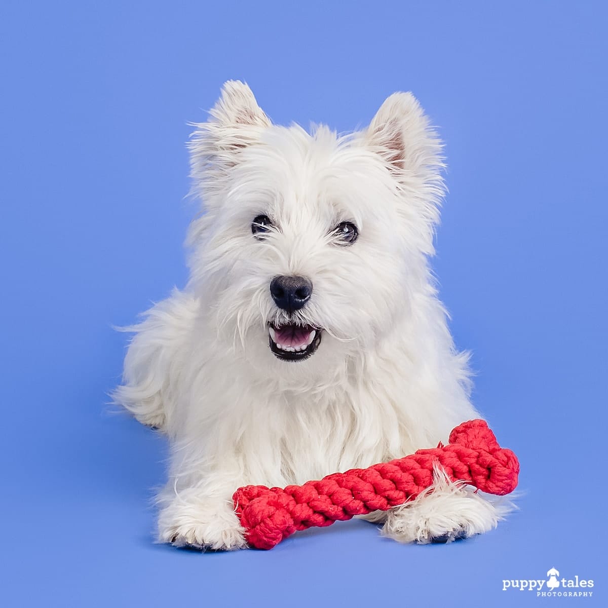 A West Highland White Terrier is photographed on a blue background holding a red dog bone toy in the Puppy Tales studio for Project Dogalogue. 