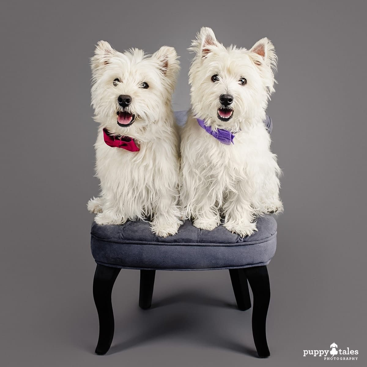 Roxy & Freddie the West Highland White Terriers, sitting on top of grey chair side by side and wearing matching adorable bow ties. These dogs were photographed in the Puppy Tales Studio in Melbourne by dog photographer Kerry Martin.