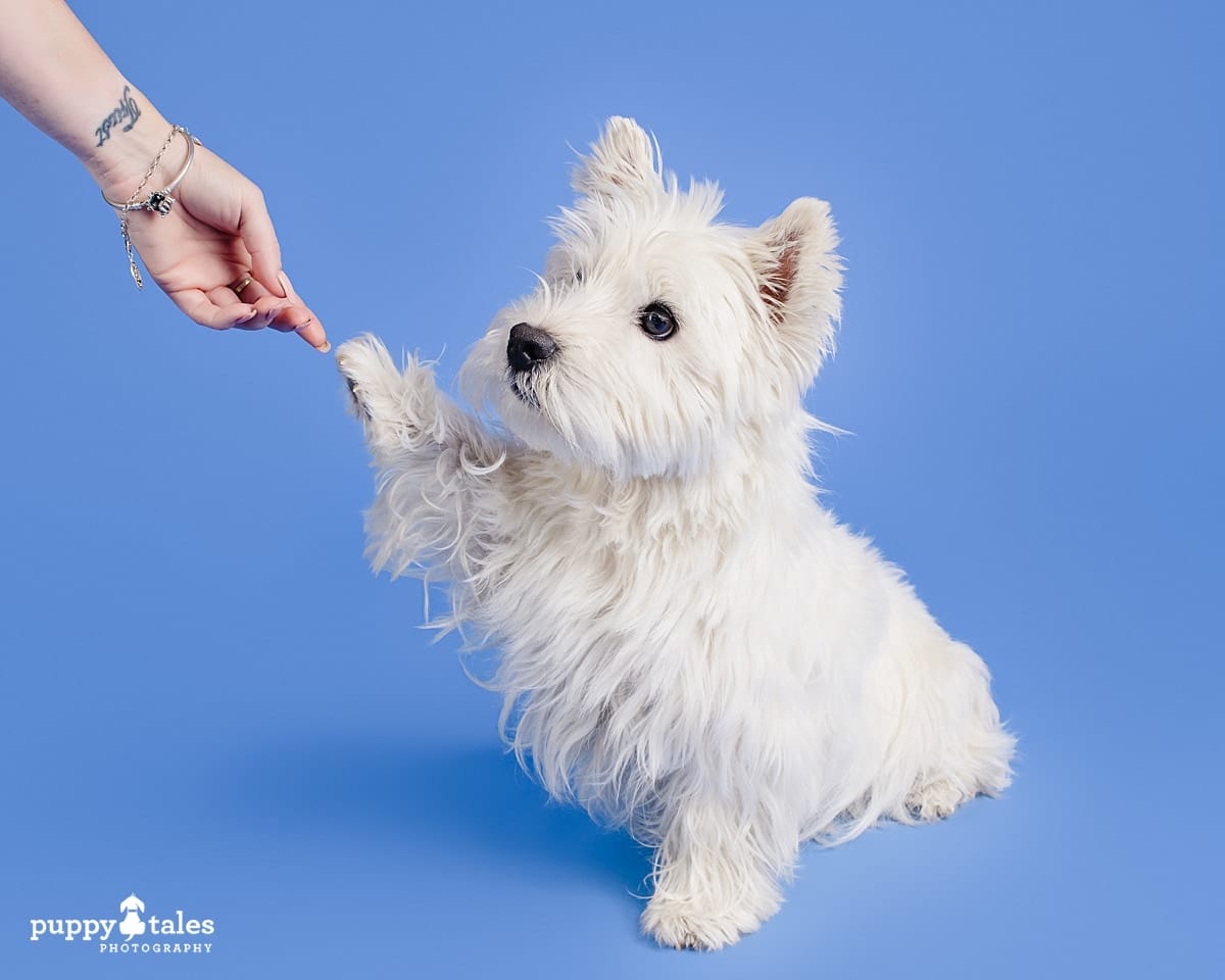 Touching dog photograph of a West Highland White Terrier reaching out to his human’s hand on a photoshoot with Kerry Martin, a dog photographer located in Melbourne.