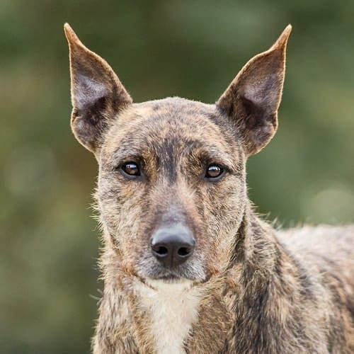 Wolfhound x Woody is available for adoption