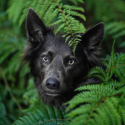 puppytalesphotography-ziggy-hollybank-5