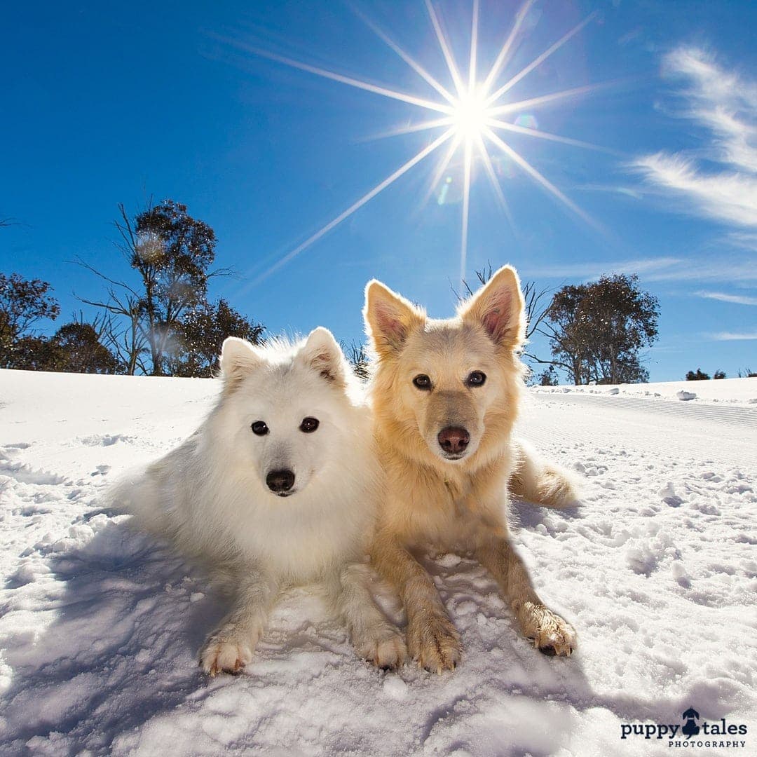 puppytalesphotography atozofsnowdogs bluebird 1
