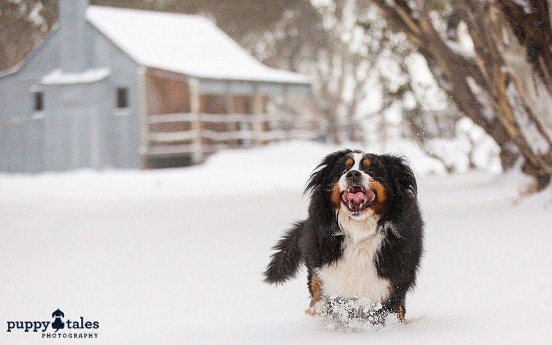 puppytalesphotography atozofsnowdogs cattelhuts 1