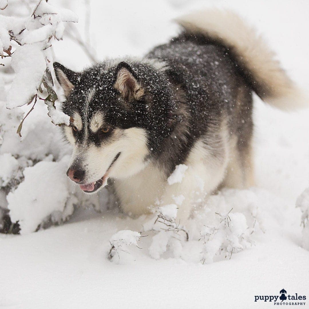puppytalesphotography atozofsnowdogs freshsnowfall 1