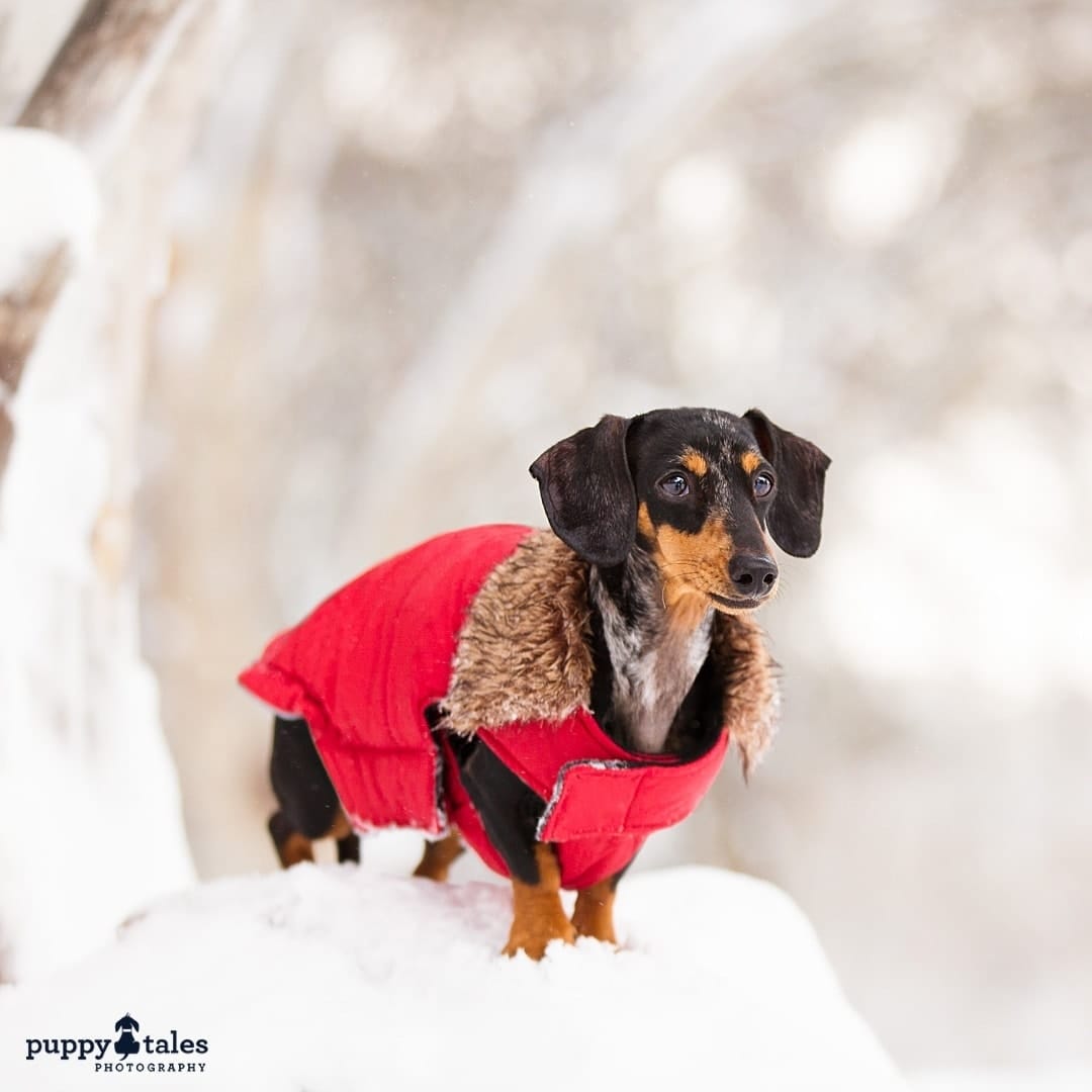puppytalesphotography atozofsnowdogs jacket 1