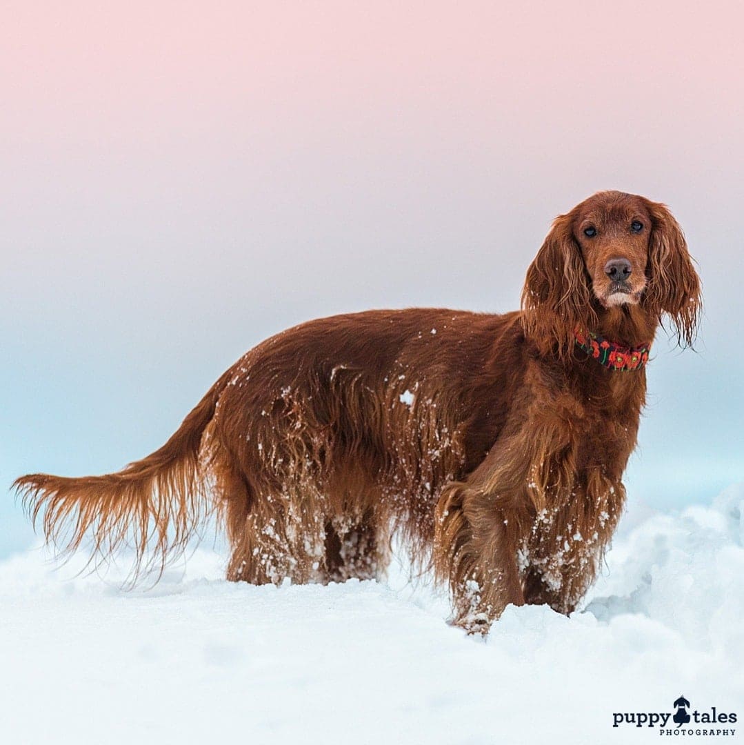 puppytalesphotography atozofsnowdogs mountains 1