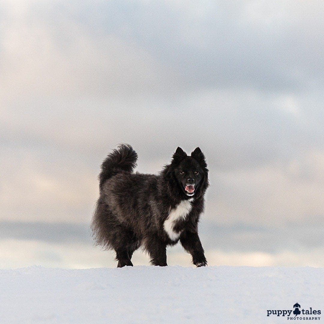 puppytalesphotography atozofsnowdogs overcast 1