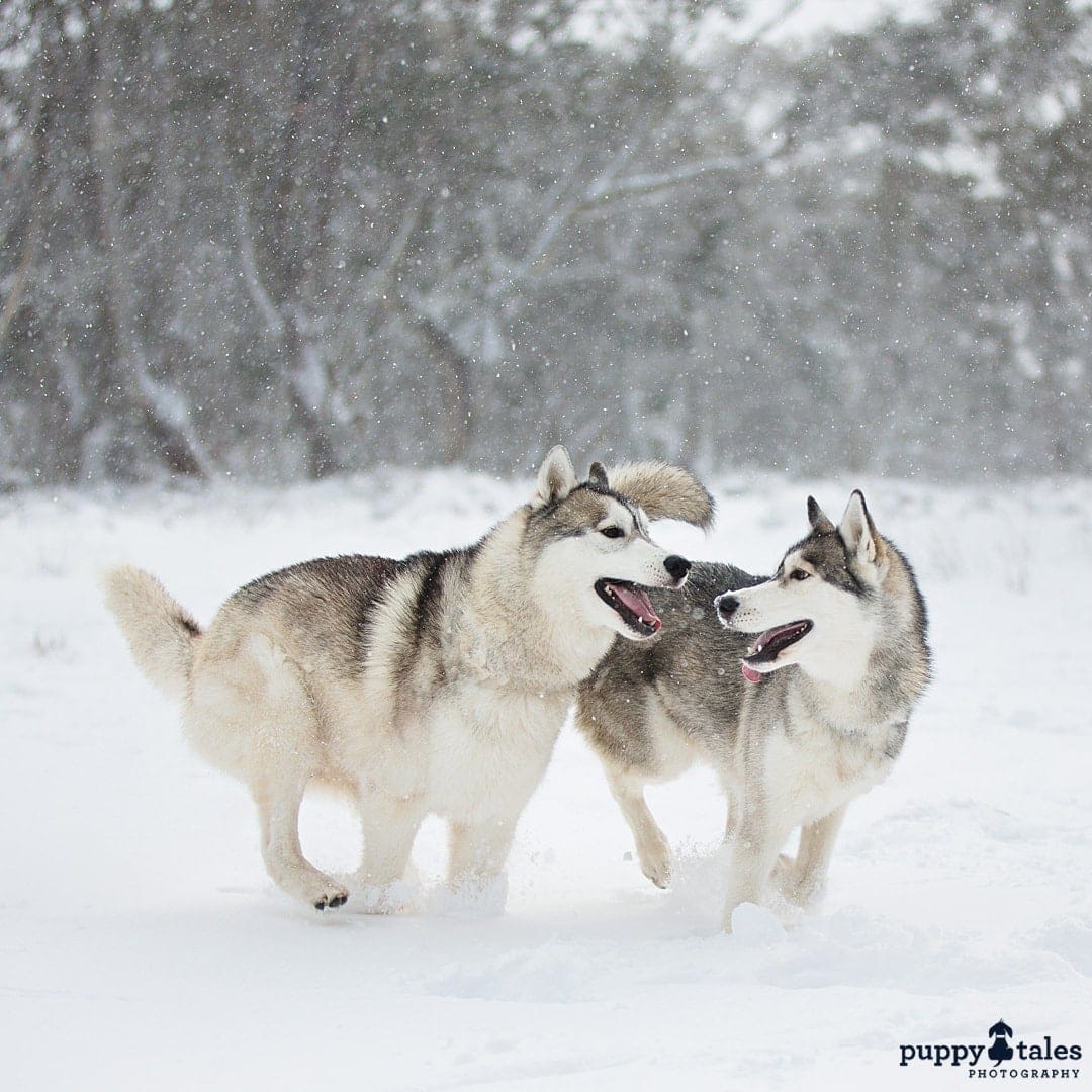 puppytalesphotography atozofsnowdogs playtime 1