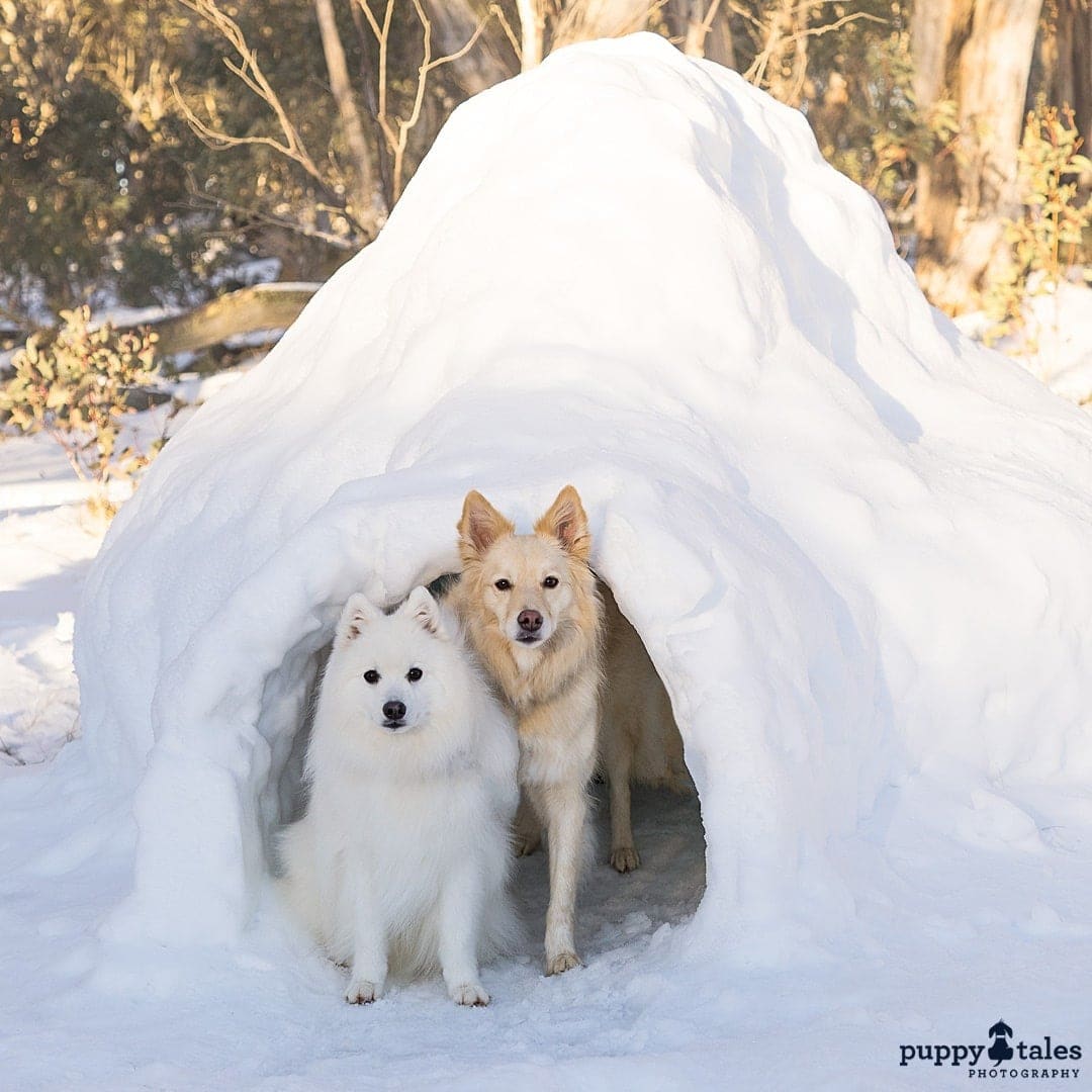 puppytalesphotography atozofsnowdogs quinzee 1