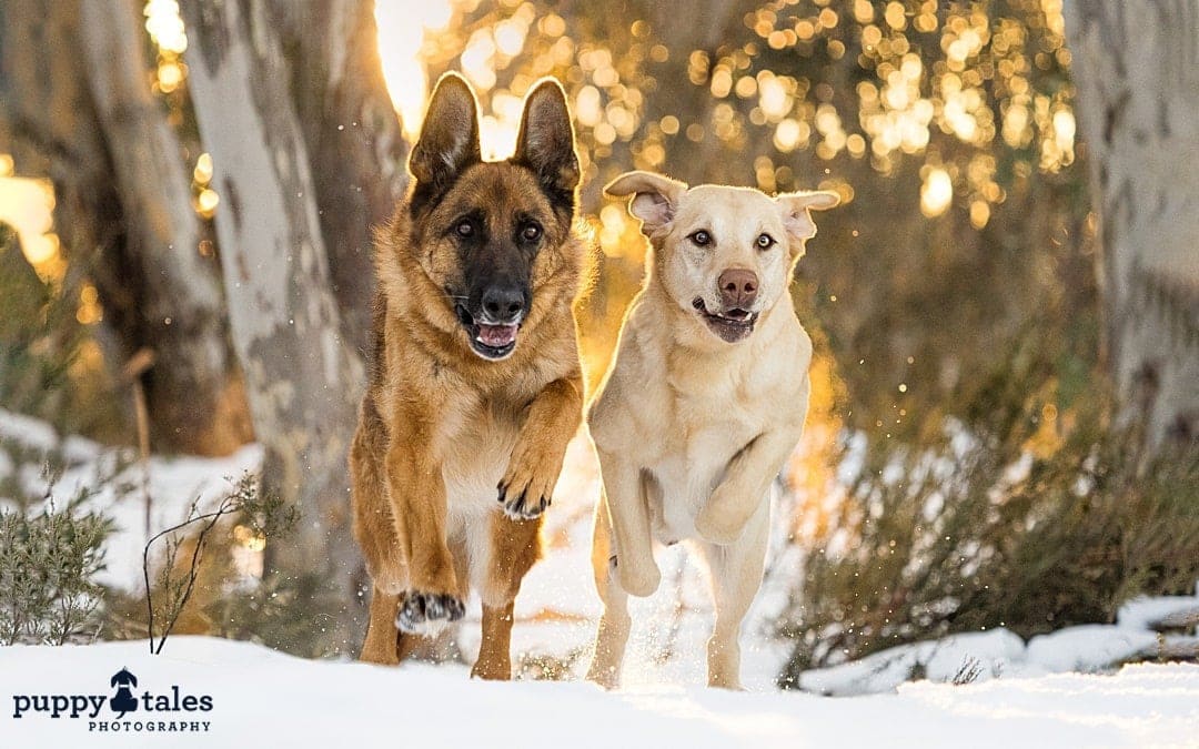 puppytalesphotography atozofsnowdogs sayyes 1
