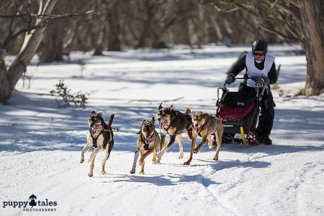 puppytalesphotography atozofsnowdogs sleddogracing 1