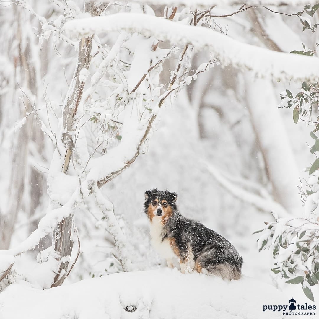 puppytalesphotography atozofsnowdogs snowgums 1
