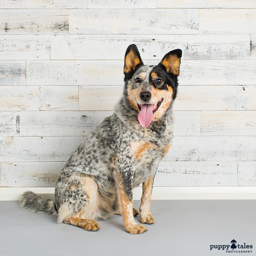 puppytalesphotography barney acd dogalogue 11
