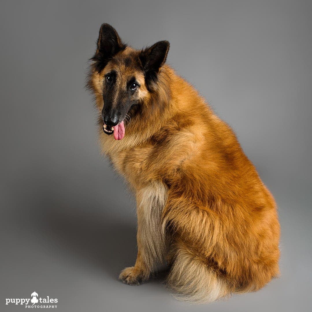 Mojo the seven-year-old Tervuren Belgian Shepherd photographed in the studio on a grey background. His tongue is sticking out to the side.