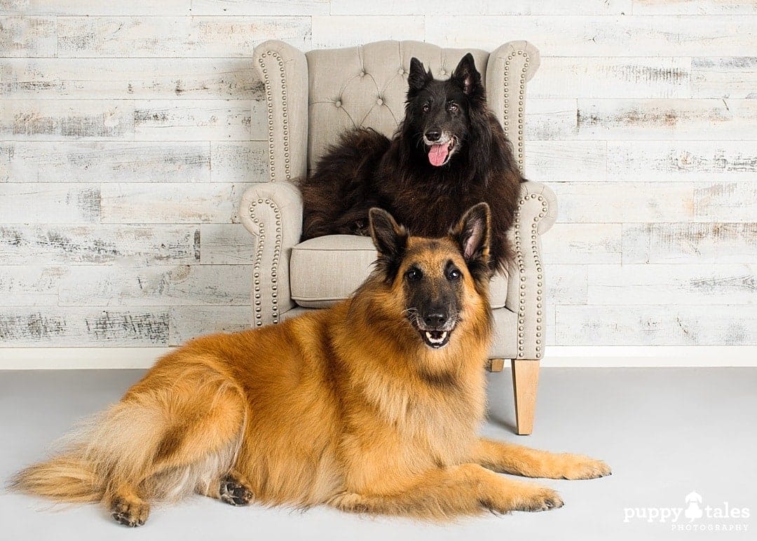 puppytalesphotography belgianshepherdmojo projectdogalogue 5