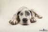 puppytalesphotography_bella-1