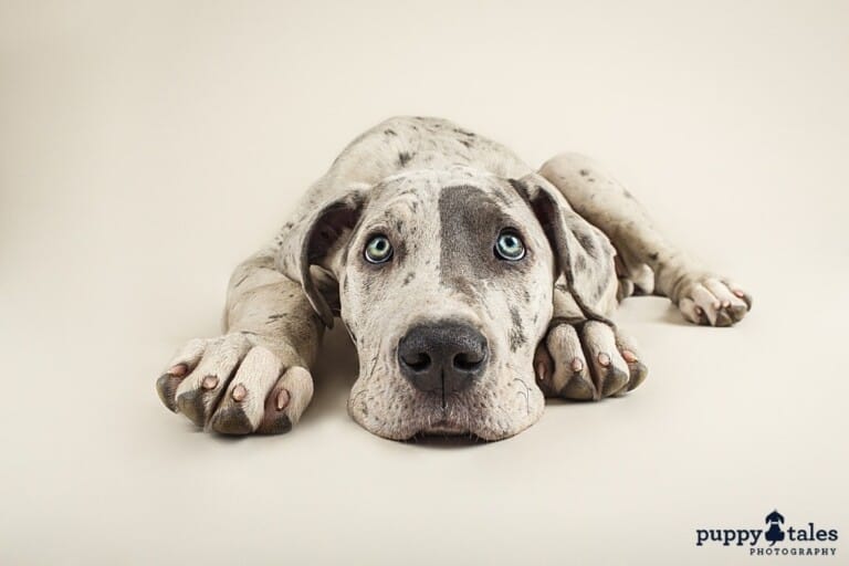 puppytalesphotography_bella-1