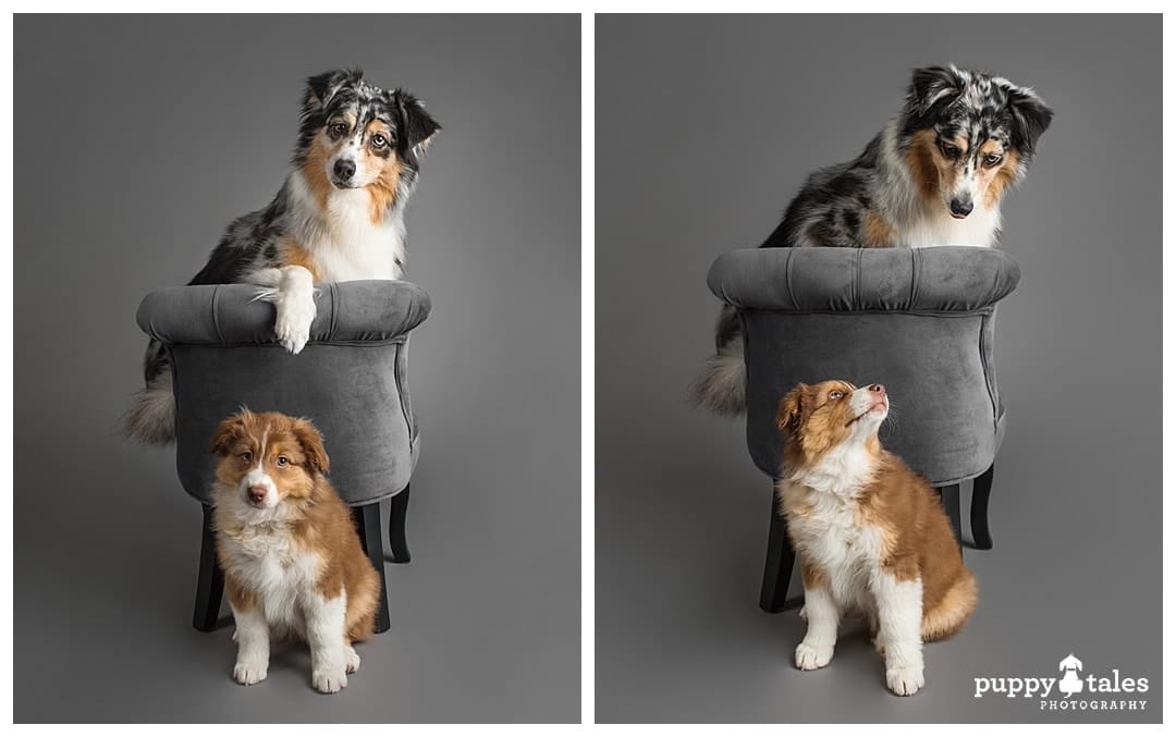 puppytalesphotography breezesky australianshepherds 10
