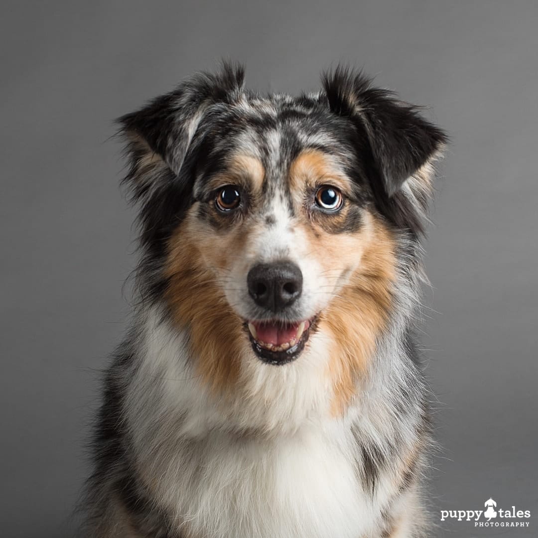 puppytalesphotography breezesky australianshepherds 3