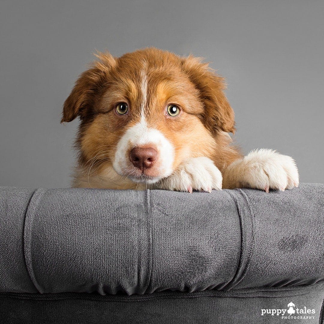 puppytalesphotography breezesky australianshepherds 4